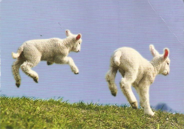 Two lambs jumping